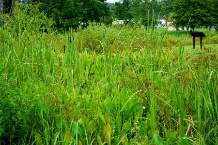 scene R Shomaker Park ncwetlands KG (1)