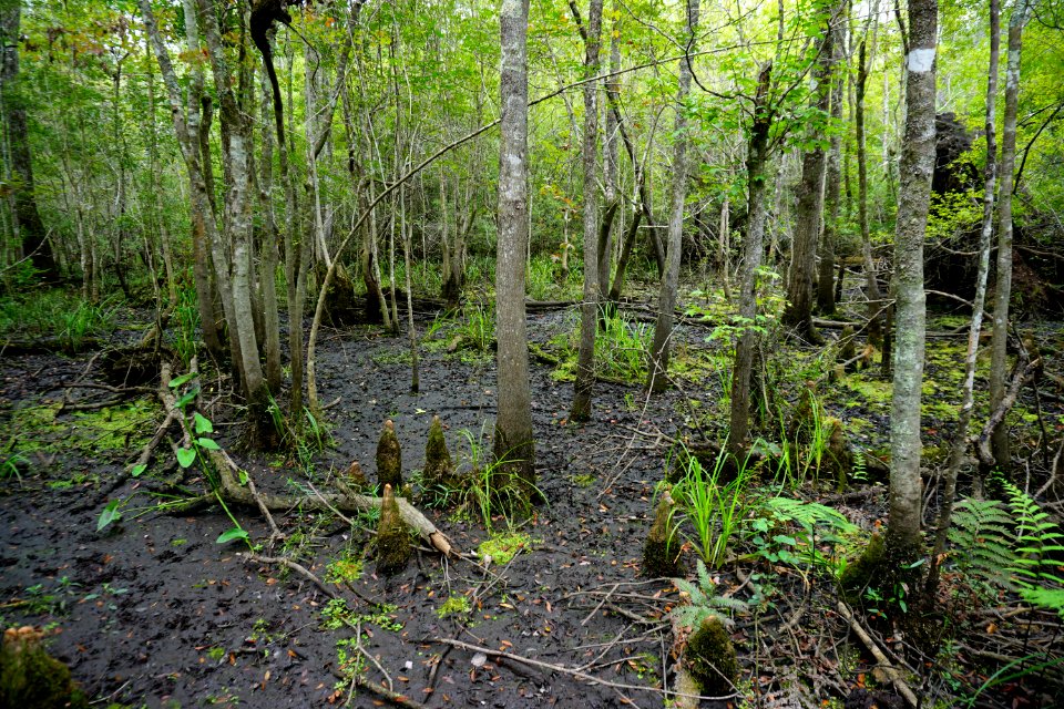 scene Columbus County Game Land ncwetlands KG (5)