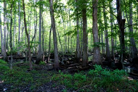 scene Lower Roanoke River Wetlands Gameland ncwetlands KG (1)