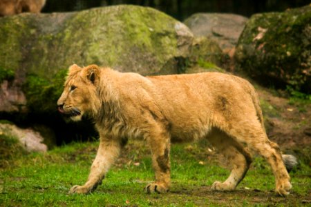 Asiatic Lion Cub photo