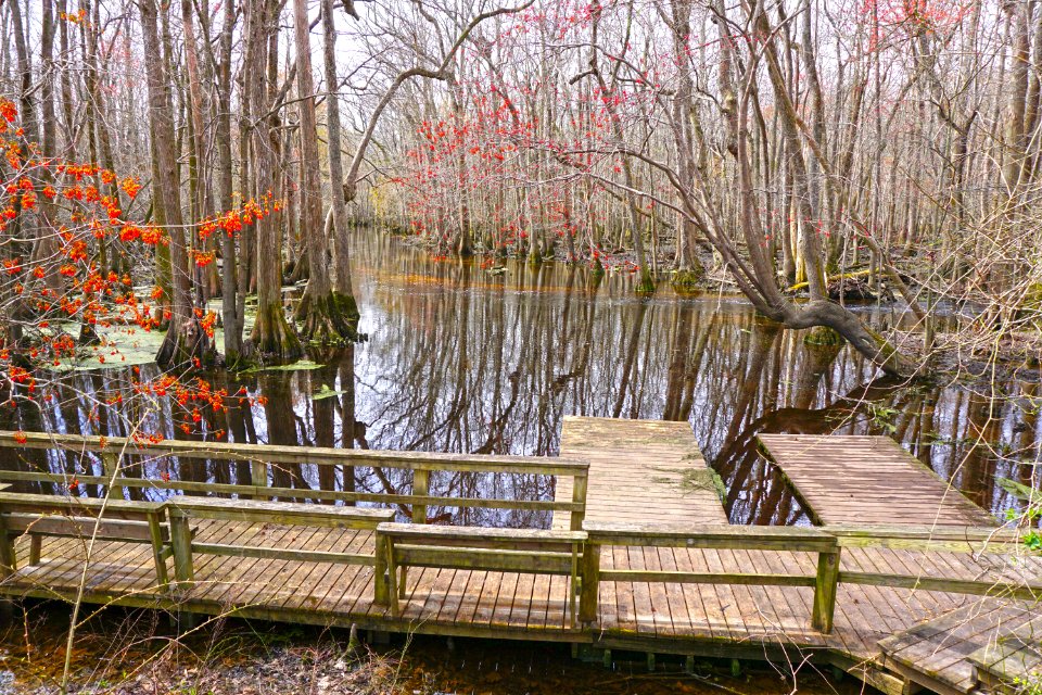 scene Merchants Millpond SP ncwetlands KG (48)