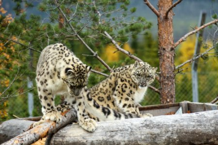 Snow Leopard at Orsa Björnpark