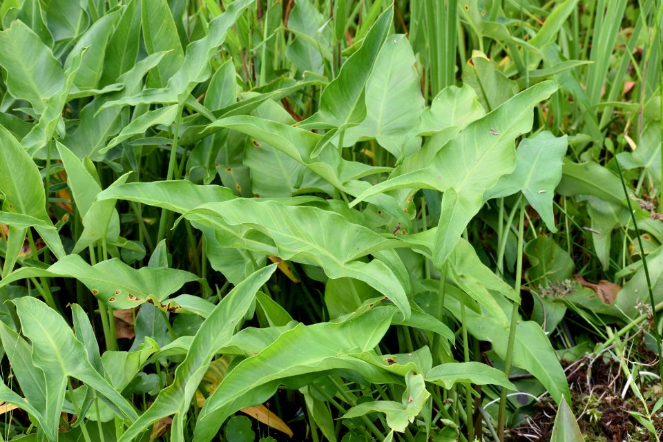 plant buckridge coastal preserve ncwetlands am (12)