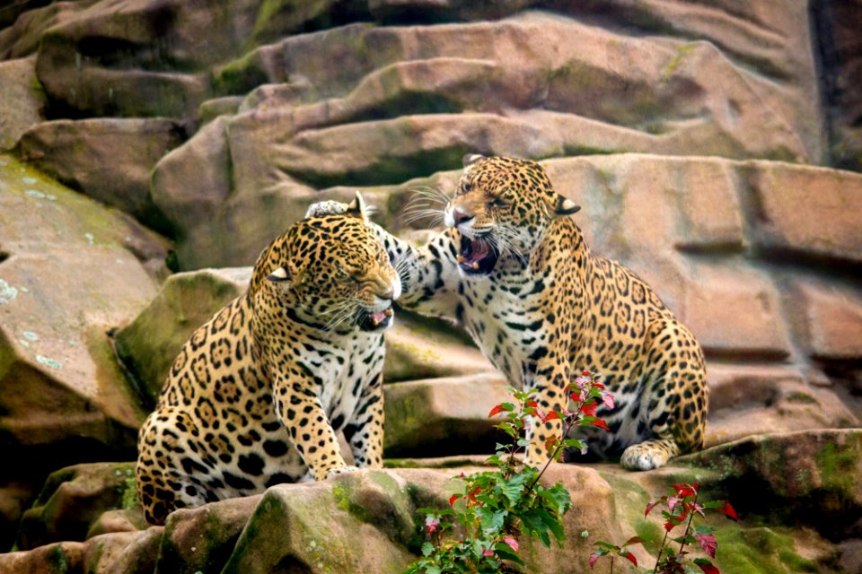 Jaguar sisters having a discussion