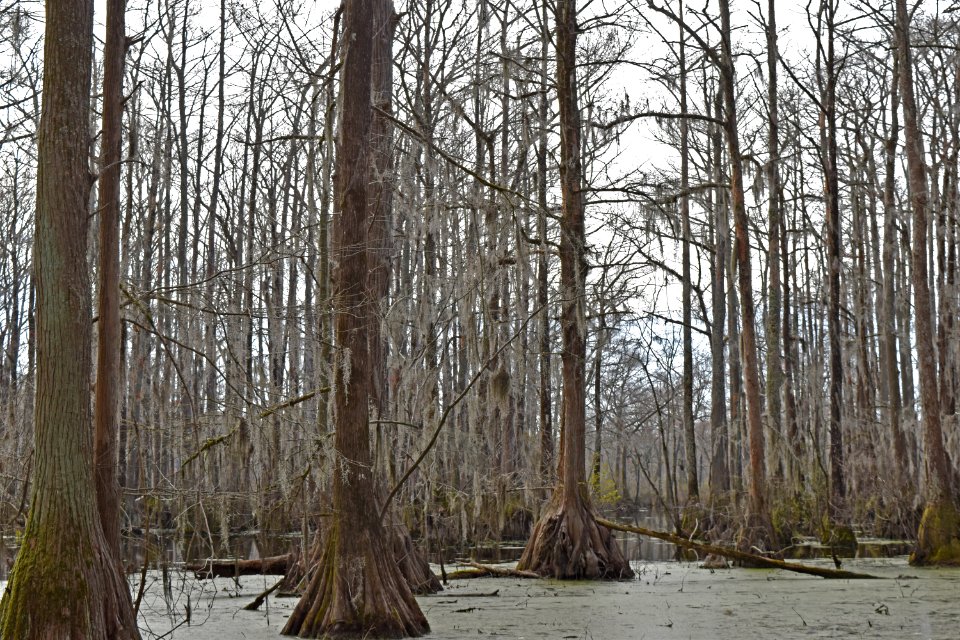 Merchants Millpond ncwetlands AM (3)