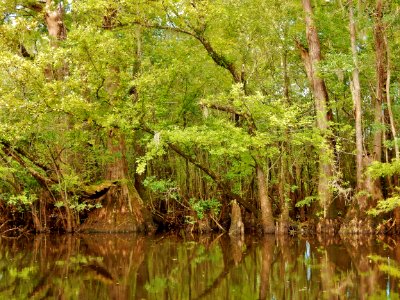 scene Black River Nature Preserve ncwetlands KG (5)