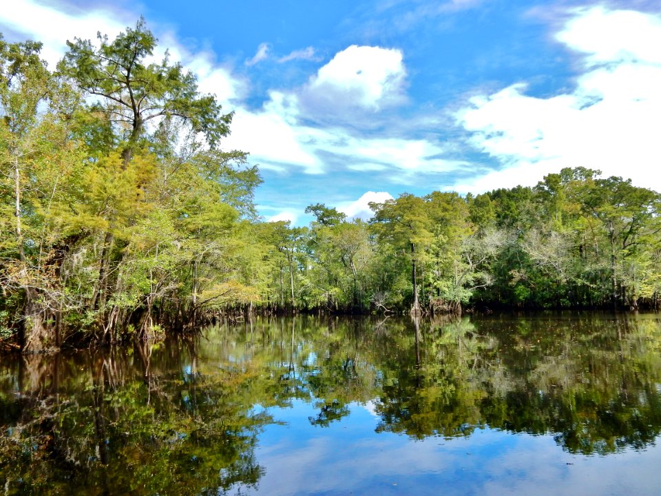 scene Black River Nature Preserve ncwetlands KG (9)