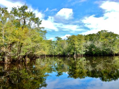 scene Black River Nature Preserve ncwetlands KG (9)