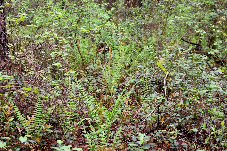 scene Lake Rim Park ncwetlands AM (8)