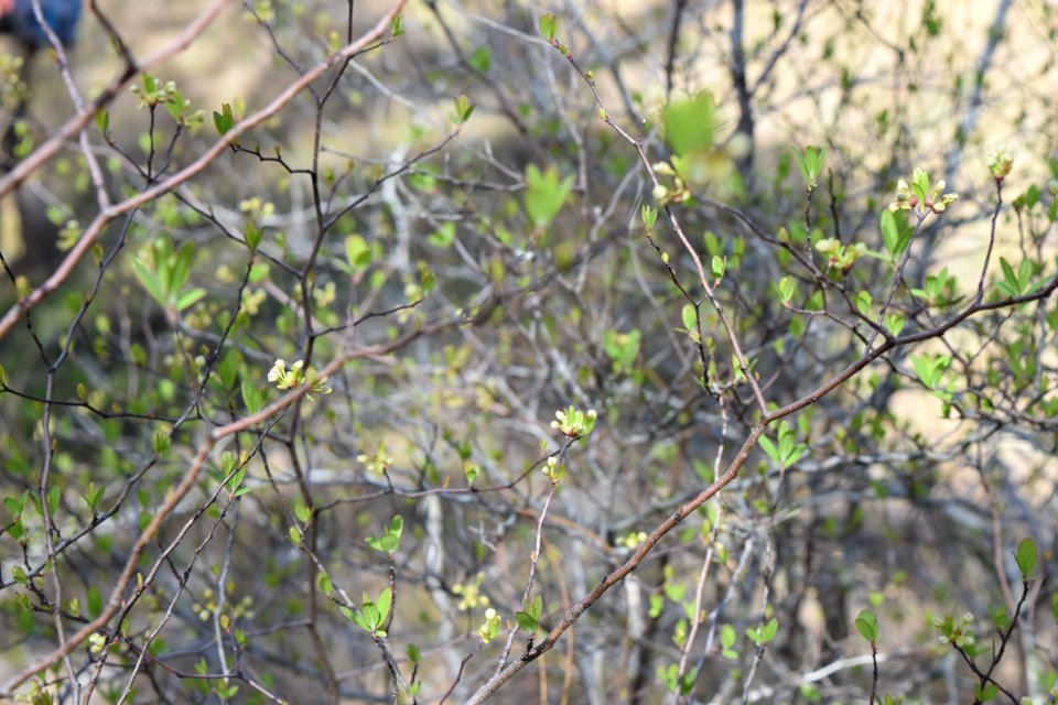 plant pondspice Litsea aestivalis Halyburton Park ncwetlands AM