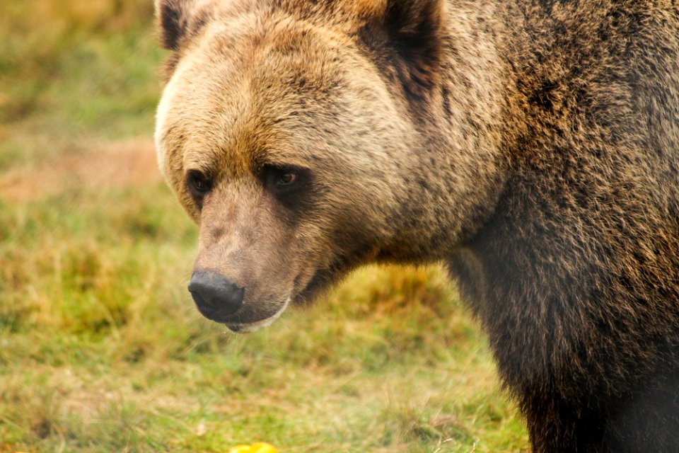 Bear at Orsa Björnpark