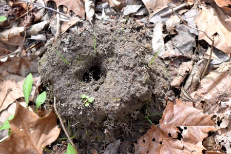 invertebrate crayfish mound Phil Carroll NP ncwetlands AM (1)