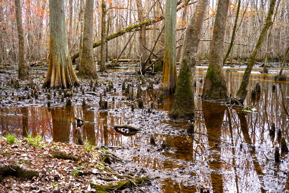 scene Bennetts Creek Merchants Millpond SP ncwetlands KG (9)