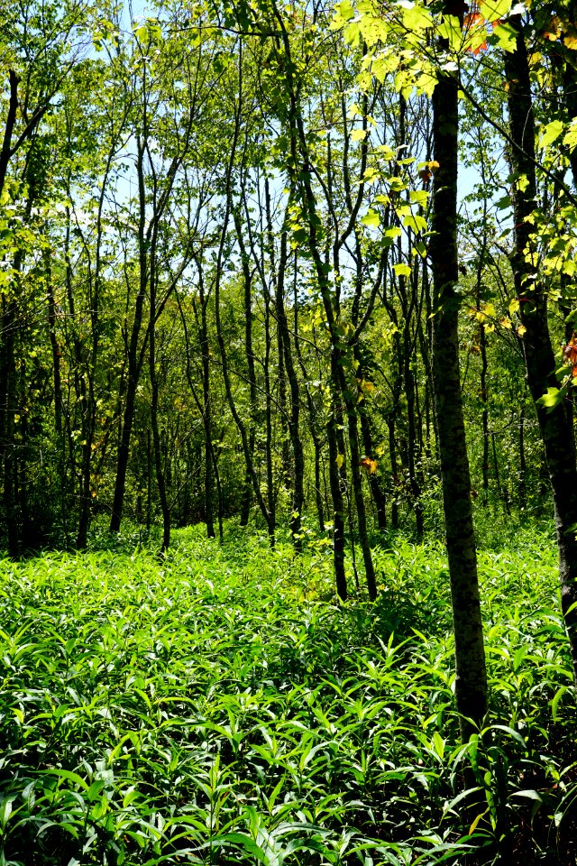 scene red maple swamp Mason Farms KG (5)