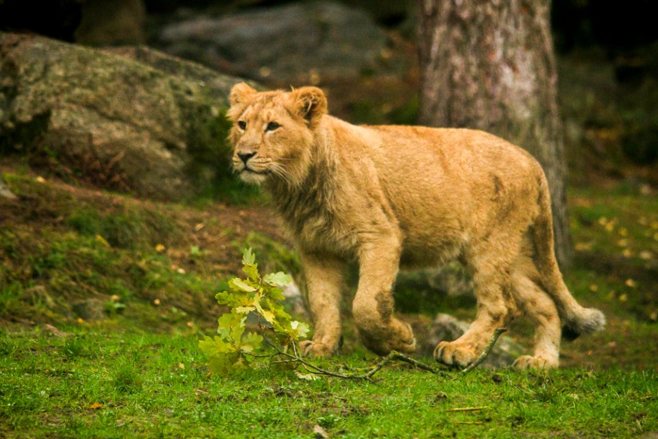 Asiatic Lion Cub photo