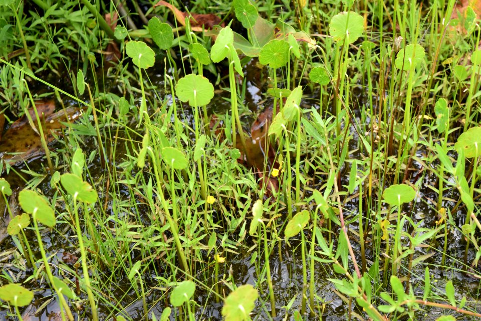 plant buckridge coastal preserve ncwetlands am (30)