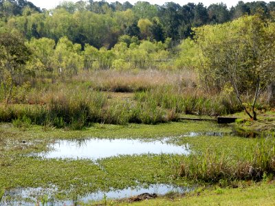 scene James Wade park ncwetlands KG (44)