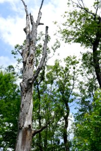scene Howell Woods KG (56)