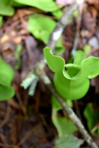 plant purple pitcher plant ncwetlands AM (5)