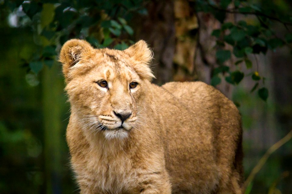 Asiatic Lion Cub photo
