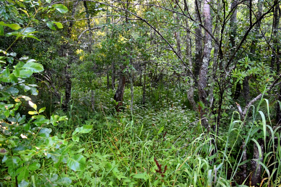 scene Scuppernong Interpretive Boardwalk ncwetlands am (15)