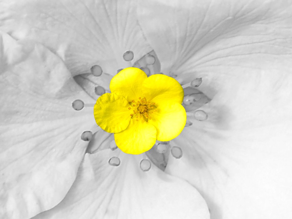 Yellow Flower