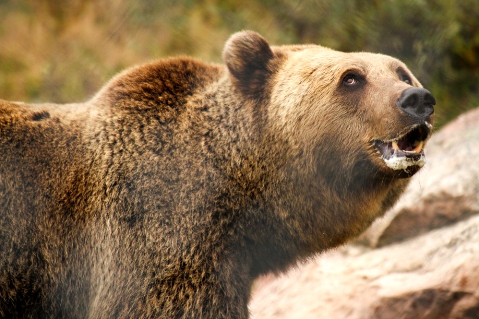Bear at Orsa Björnpark