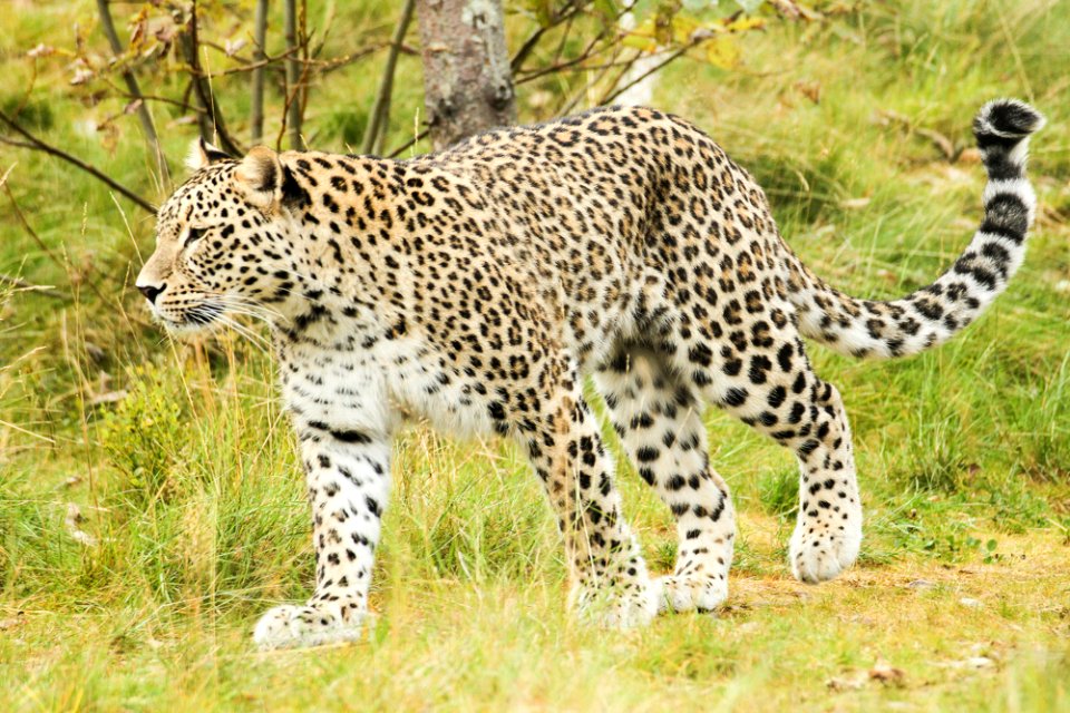 Persian Leopard at Orsa Björnpark photo