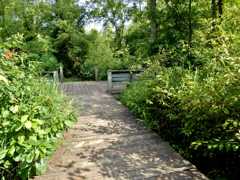 scene wetland boardwalk Haw River SP Kristie Gianopulos (3) photo