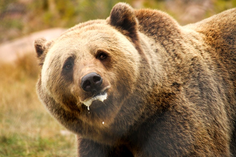 Bear at Orsa Björnpark