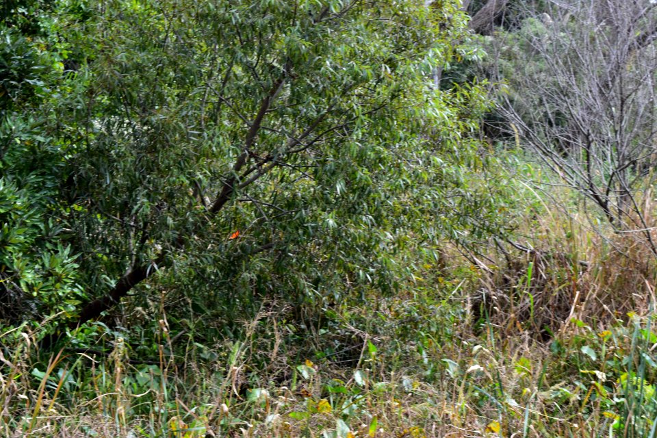 scene with monarch Duck Town Park and Boardwalk ncwetlands AM (42)