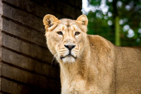 Asiatic Lion Female photo