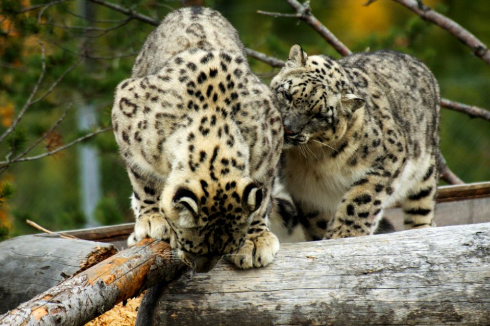 Snow Leopard at Orsa Björnpark photo