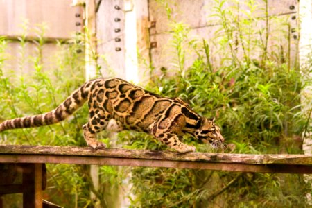 Clouded Leopard photo