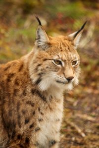 Lynx at Orsa Björnpark photo