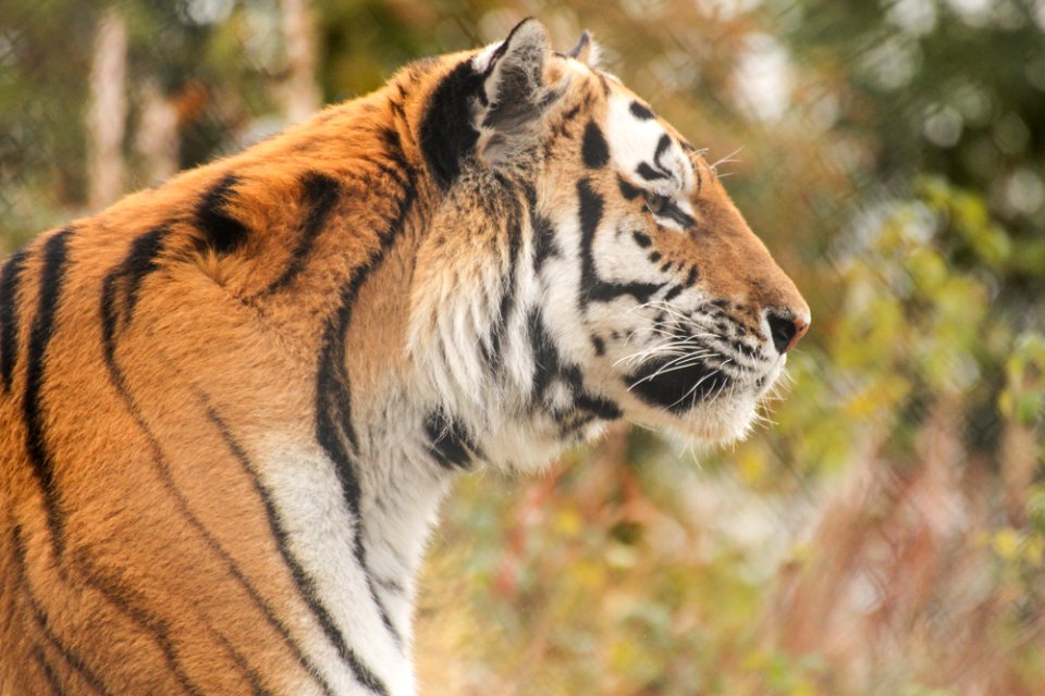 Siberian Tiger at Orsa Björnpark