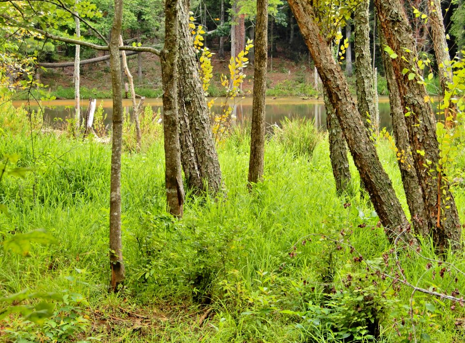 scene beaver pond mcdowell np ncwetlands KG (39)