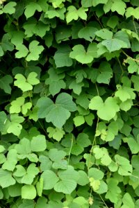 plant kudzu purple martin greenway ncwetlands AM (7)