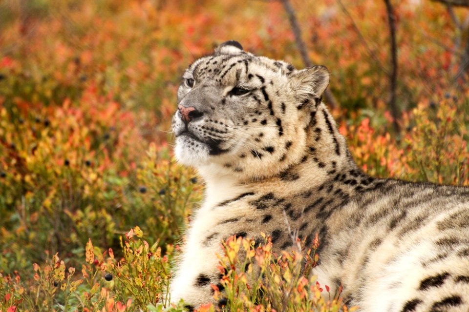 Snow Leopard at Orsa Björnpark photo