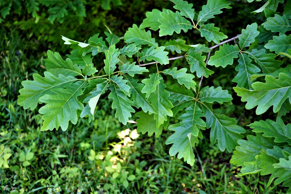 swamp chestnut oak Butner game land KG