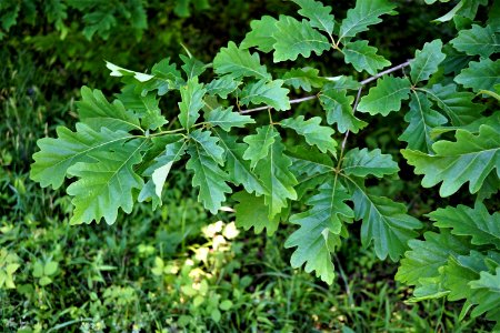 swamp chestnut oak Butner game land KG