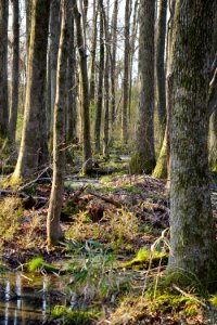 scene hardwood swamp Clemmons Ed SF ncwetlands KG (6)