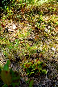 plant Venus fly trap ncwetlands KG (2)