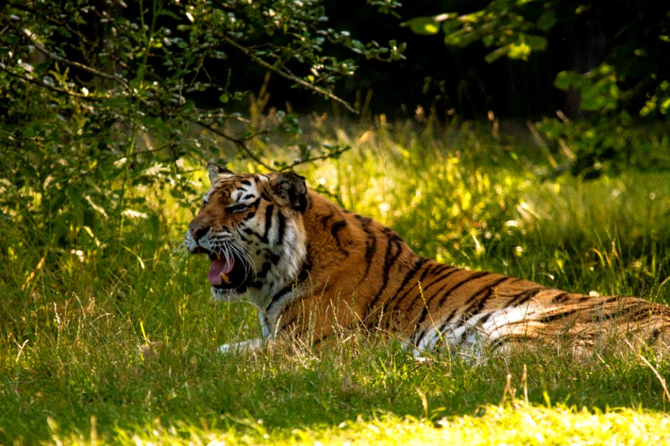 Siberian Tiger at Knuthenborg Safaripark