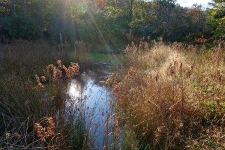 scene Boone Fork ncwetlands KG (27)