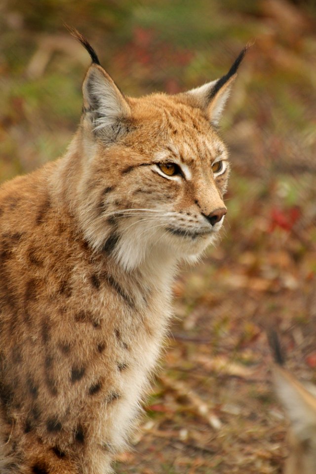 Lynx at Orsa Björnpark