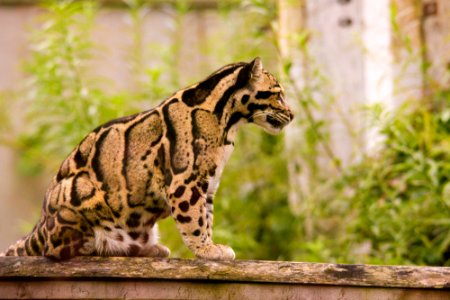 Clouded Leopard photo