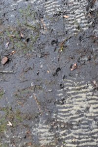 mammal tracks Duck Town Park and Boardwalk ncwetlands AM (40)
