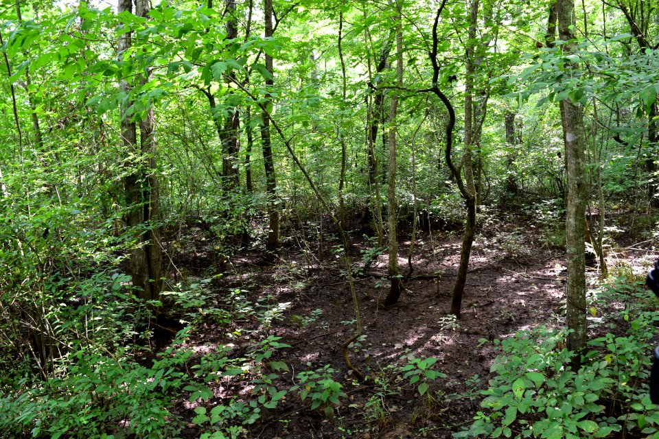 scene hardwood forest on boardwalk 2 Haw River SP Amanda Mueller (51)