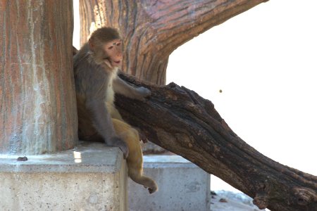 アカゲザル Rhesus Monkey